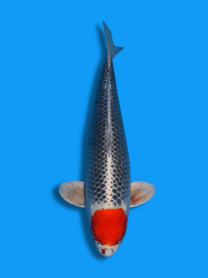 Tancho Kujaku | Koi&Co.